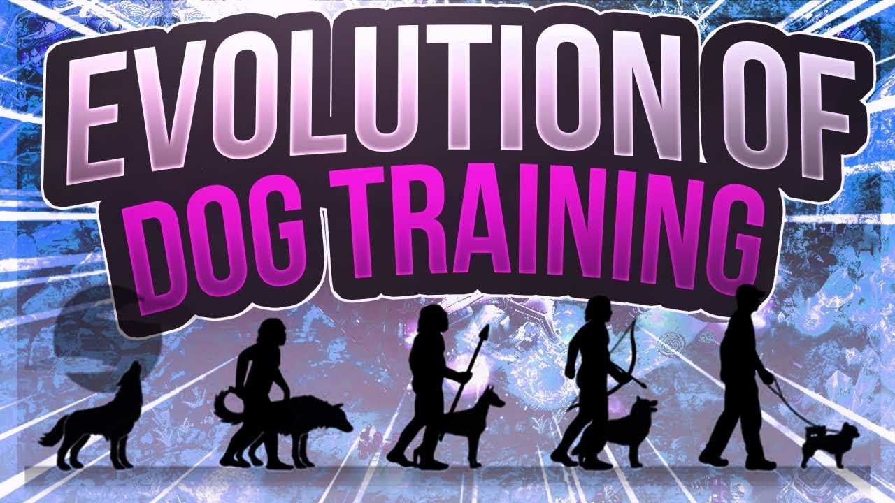 How Training Your Dog Has Changed Over The Past 30 Years
