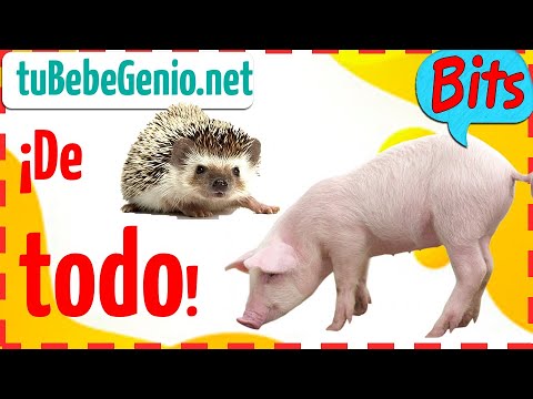 Los Animales Omnivoros Para Ninos Youtube