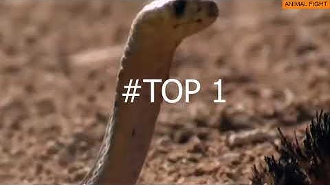 monkey save mouse from snake | Amazing Python vs Big Cat