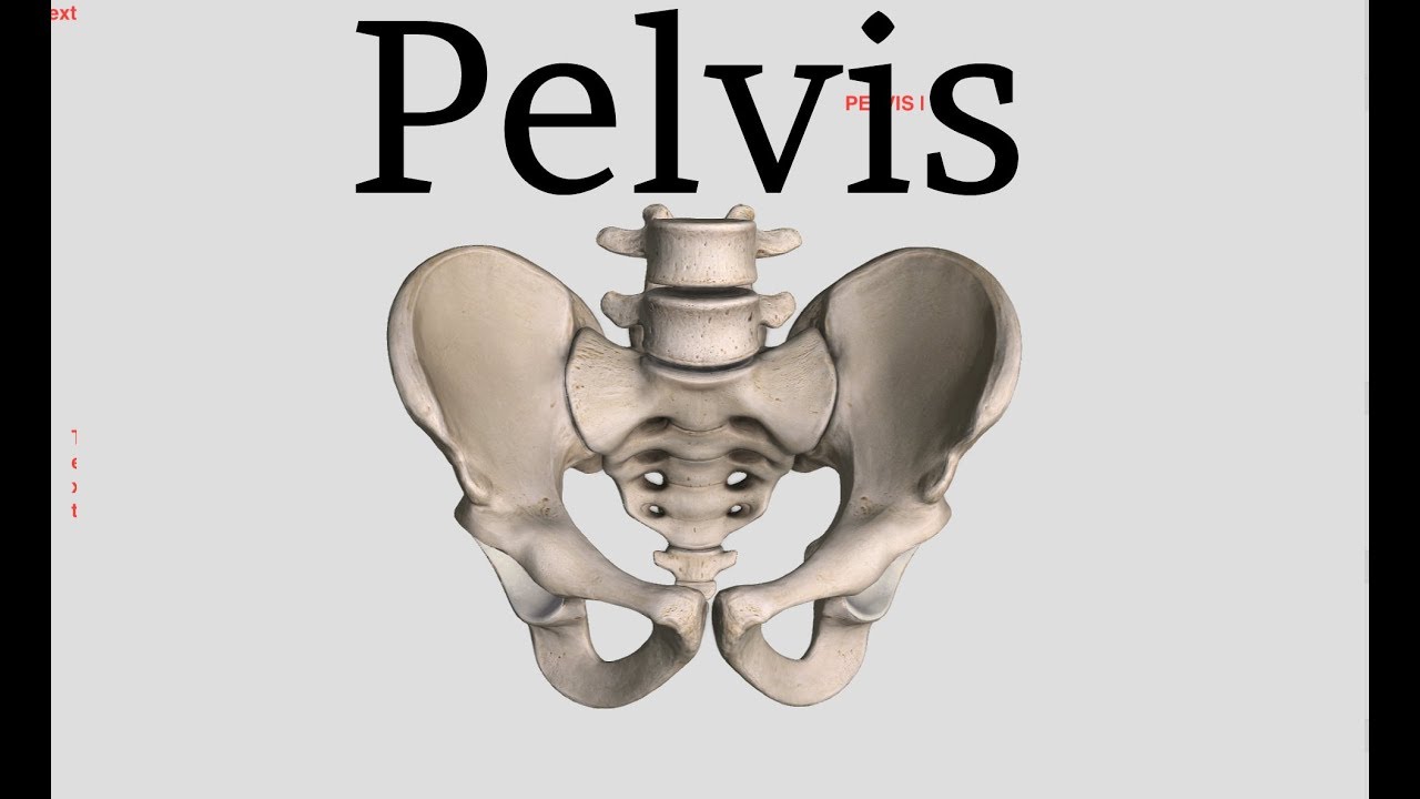 Pelvis