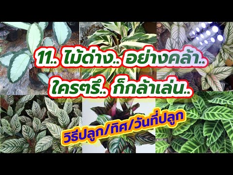11ไม้ด่างอย่างคล้า.ใครก็กล้าเล่น#มาดามคันทรี่