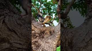 &quot;Unbelievable! Cobra and Pigeon on the Same Tree!&quot;