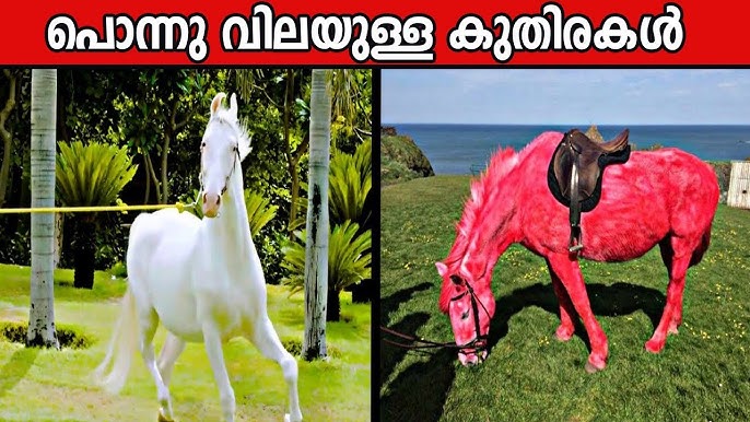 Asir qul porno Eshaklarning porno surati tarqaldi