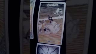 Barron Trump and Ivanka Trump Relationship Tarot Reading