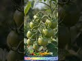 Tiny Seed to Giant Tomato Plant | Amazing Growth Timelapse #shorts