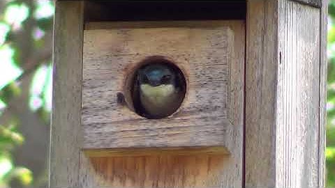 Tree Swallow In Nesting Box 2 HQ HD