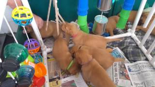 PuppyFinder.com : Hidden River Retreivers