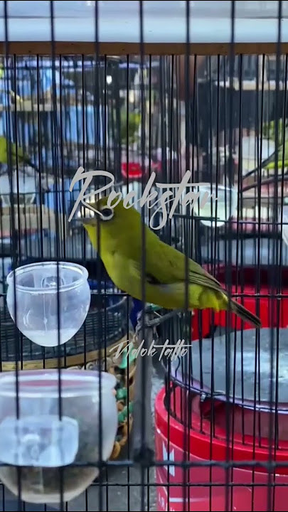 Pleci ROCKSTAR sangar sf didikan mr ndok tatto, dengan full lagu mati!!!! #pleci #plecigacor