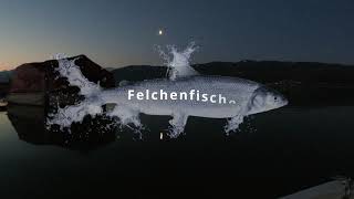 Felchendrill Zürichsee