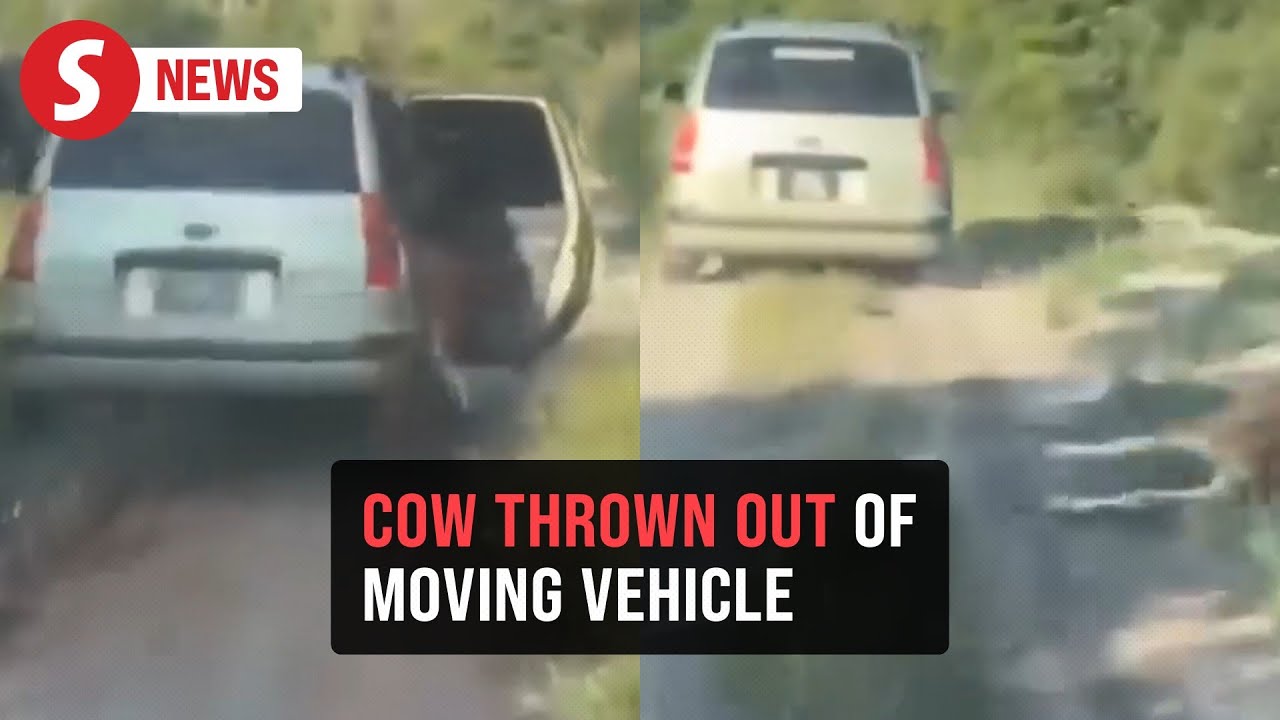 Cattle thief pushes cow out of a moving car in Pahang