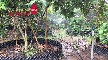 Béc tưới cây tự động cho vườn rau cây cảnh vườn cây ăn quả cam chanh xoài bưởi sầu riêng