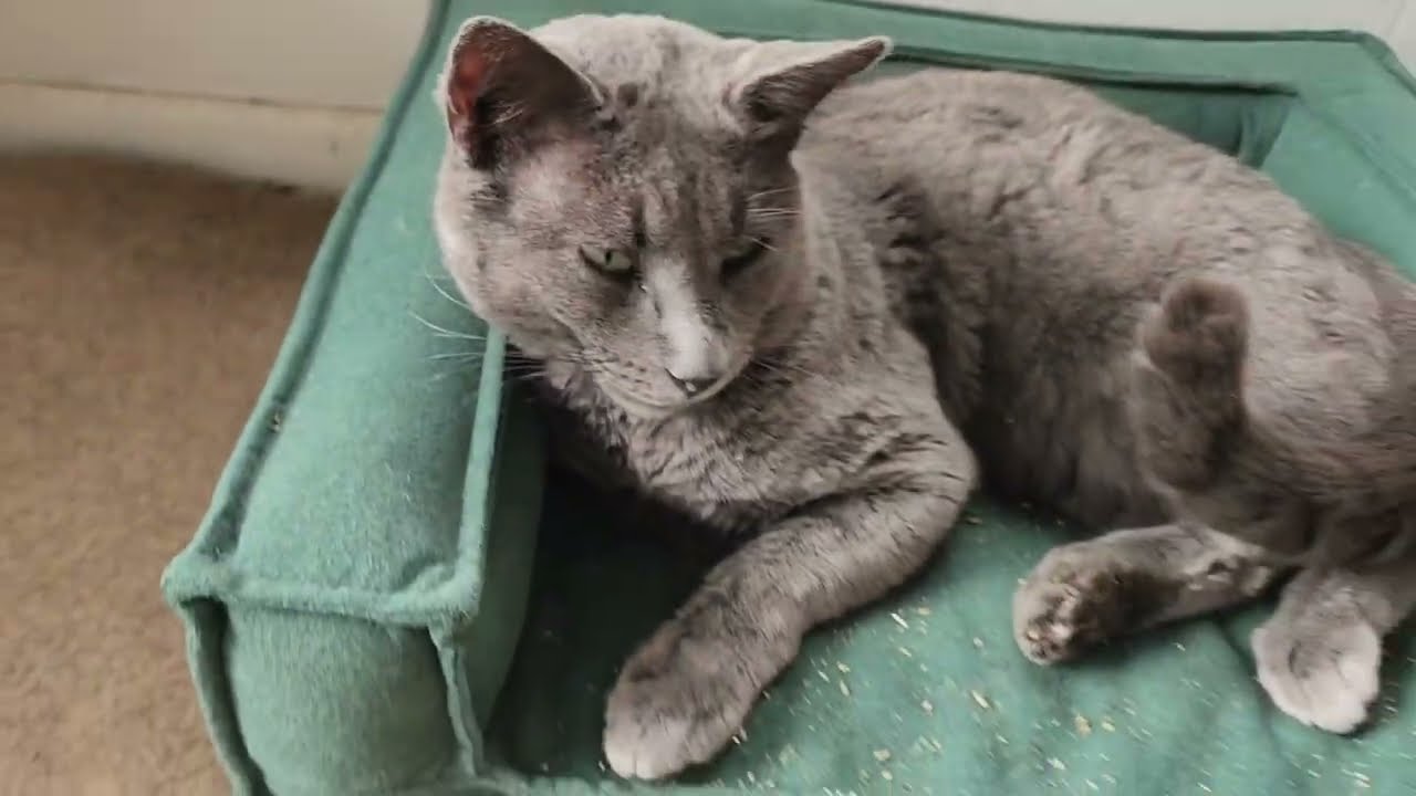 ​Too Adorable! 🐾 Cute Cat Sleeping in Cozy Bed (Wait for the Purr) | 2026