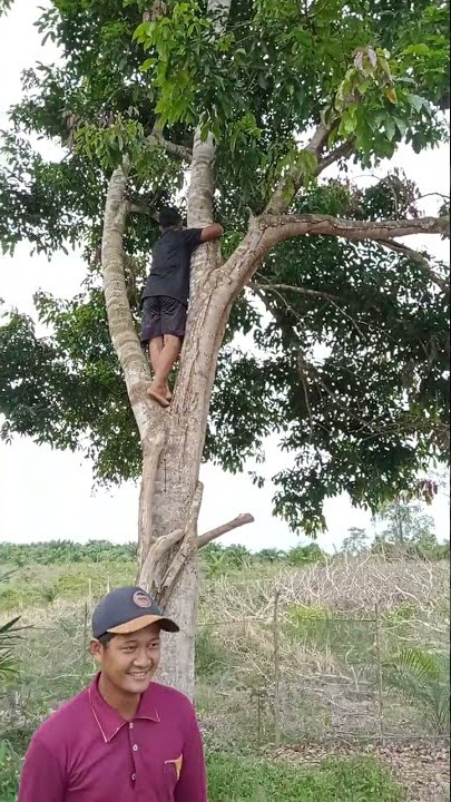 Niat Nengok Kebun Sawit, Teralihkan Karena Tergiur Jengkol
