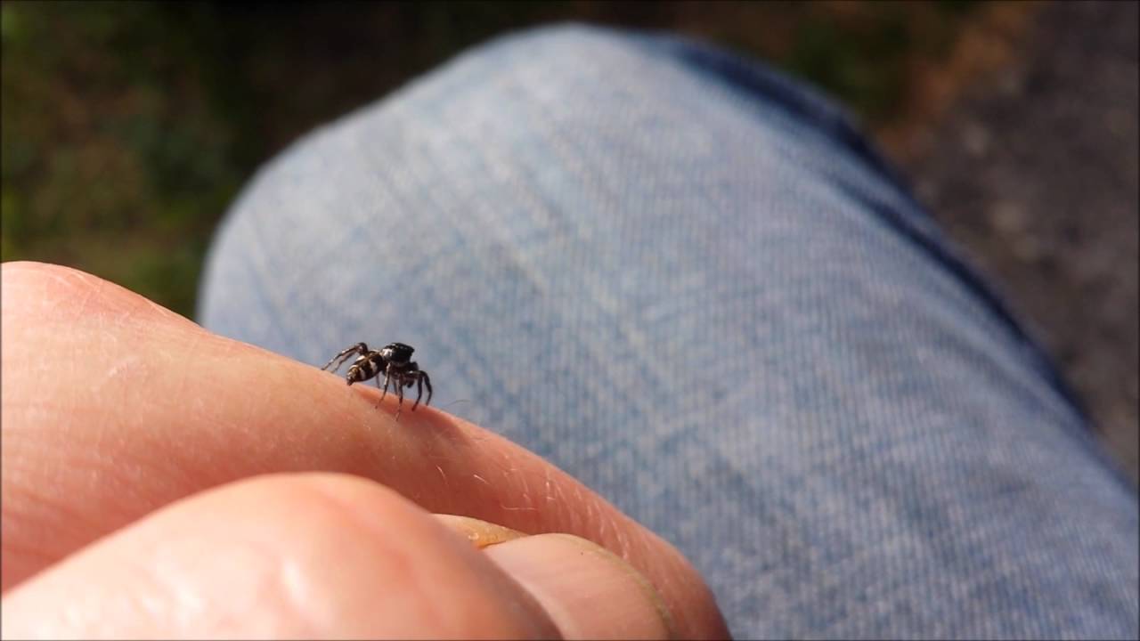 Zebra Jumping Spiders: A Salticus Scenicus Care Guide!