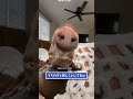 ドーベルマンの動画見てニヤけたら負けｗｗｗ　#2ch #2ch動物スレ #動物 #犬 #猫 #shorts