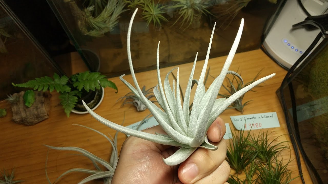チランジア入荷リスト7/15｜NatureGarden🌿神田