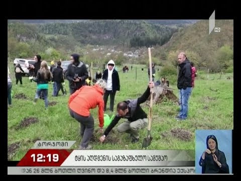 ბორჯომის ტყის აღდგენითი სამუშაოები გრძელდება