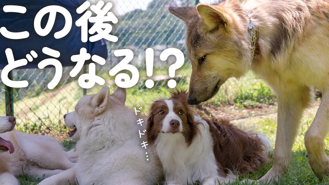 初めて狼犬に会ったボーダーコリーの反応が予想外すぎた ウルフドッグと犬 Youtube