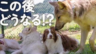 初めて狼犬に会ったボーダーコリーの反応が予想外すぎた…【ウルフドッグと犬】