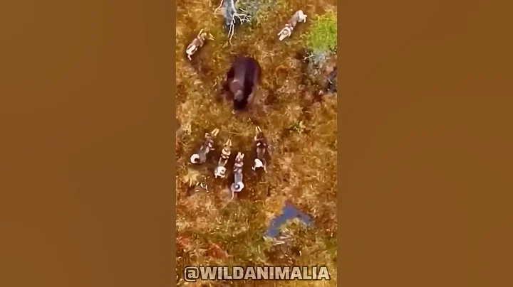 Bear vs Pack of Wolves: An Epic Battle for Survival thumbnail