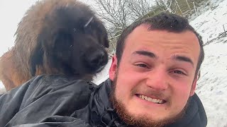 GIANT LEONBERGERS Gang up on me!!  Funny Dog Video!
