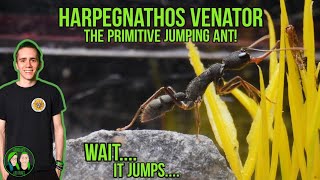 The Primitive Jumping Ant! - Harpegnathos Venator - Ants HQ Housing!
