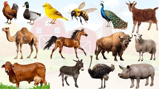 Farm Animals for kids, Animal Sounds, Learn English Spelling, Kids Educational, Preschool Learning,