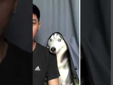 Husky's Reaction Is So CuteReels Viralshorts Instagram Comedy Husky