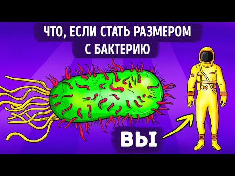 Что, если бы вы внезапно уменьшились до размера бактерии