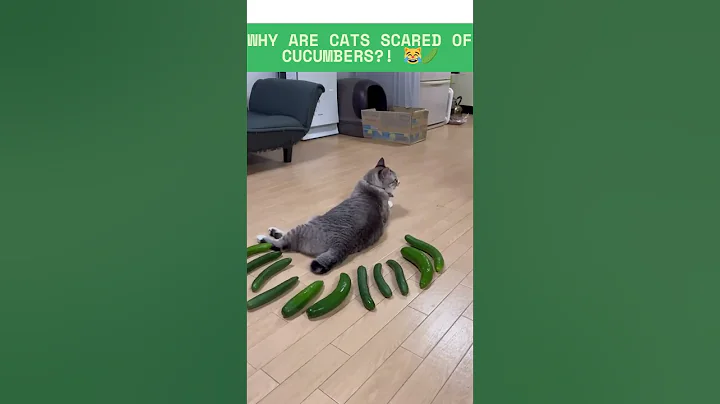 Watch the video about This Green Thing RUINED My Cat’s Day 🥒💀 #catfails #funny #memes #cats