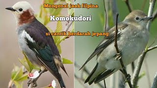 Mengenal burung jalak Filipina komukudori || si cantik berdarah jepang