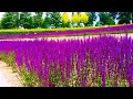 Парк Галицкого в Краснодаре - июнь 2021 | Часть 1 - видеообзор