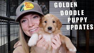 UPDATE ON OUR LITTER OF 11 GOLDENDOODLE PUPPIES