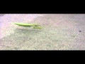 Set Your Goals - Bug Wars