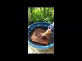 Cocopeat ready in plant growing#shorts video.