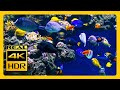 3 Hours Of Stunning 🐠 Aquarium &amp; RELAXING MUSIC For Meditation Relax Sleep 4K OLED TV Screensaver