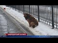 Режим ожидания: горожане обеспокоены судьбой бездомной собаки