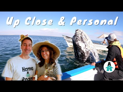 Video: How to Go Whale Watching in Baja California Sur, Mexiko