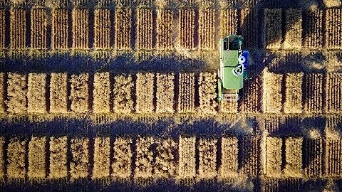 Heat tolerant wheat - using plant breeding to protect future food production in a changing climate.