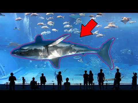 ทำไมคุณถึงไม่เคยเห็น ฉลามขาวในพิพิธภัทฑ์สัตว์น้ำบนโลกใบนี้เลย White Shark (ที่นี้มีคำตอบให้คุณ)
