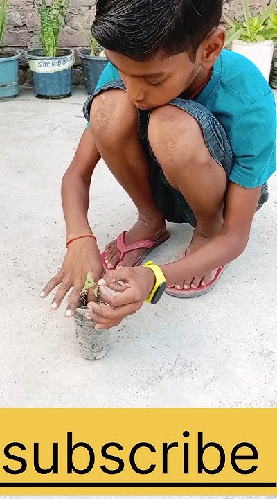 how-to-increase-growth-of-tulsi-plant-gardening