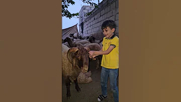 خاروف العيد بابا عايزه خروف 
