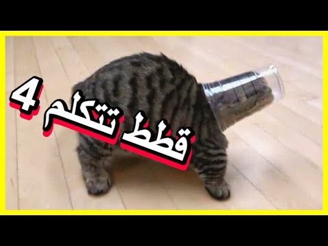 قطط تتكلم  ضحك مضحك جدا للقطط ستموت من الضحك جديد 
