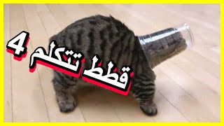 قطط تتكلم 4 ضحك مضحك جدا للقطط - 😂😼 ستموت من الضحك ( جديد 2020)