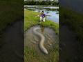 Survival Skills: SIMPLE and USEFUL with Eel trapping tool #survival #bushcraft #skills #eelfishing