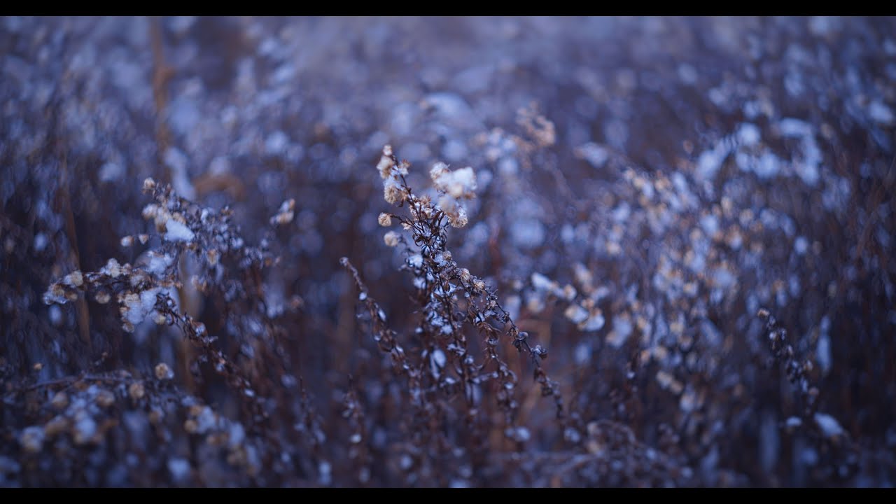 Misty Winter Forest edge - Slow Ambient Nature Visuals with Natural Sound (4K)