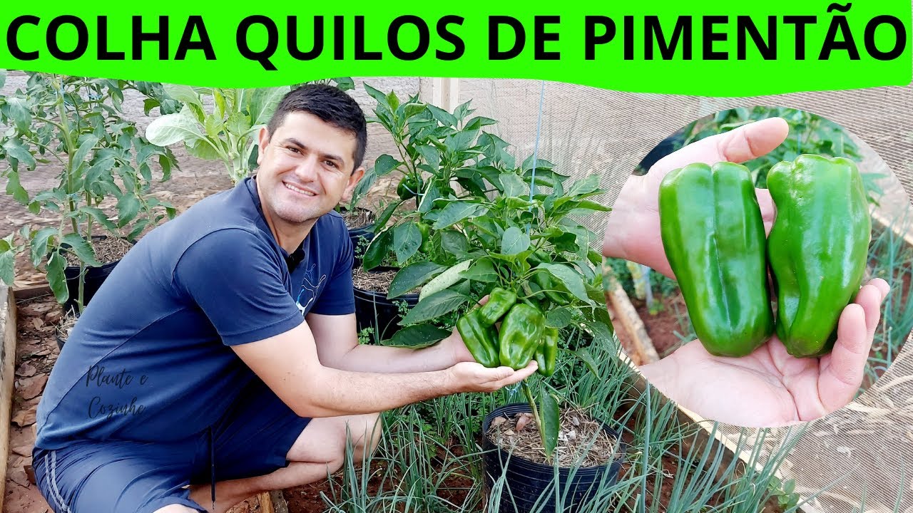 COLHA QUILOS DE PIMENTÃO usando essa TÉCNICA. Como PLANTAR PIMENTÃO no VASO. Vídeo completo!