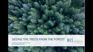 Seeing The Trees From The Forest