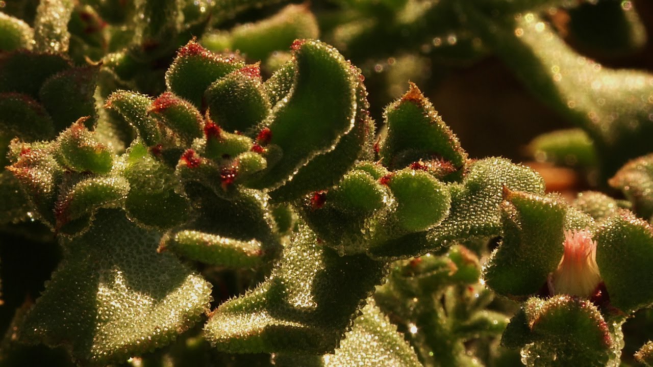 Weird, Wild, & Tasty: Glacier Lettuce and Oyster Lettuce