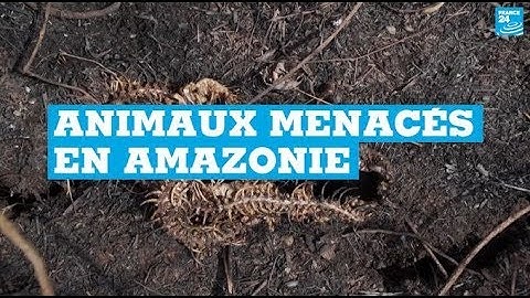 Incendies en Amazonie : les animaux fortement menacés